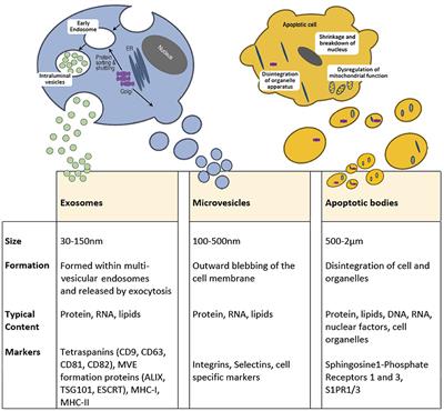 Identifying the Efficacy of Extracellular Vesicles in Osteogenic Differentiation: An EV-Lution in Regenerative Medicine